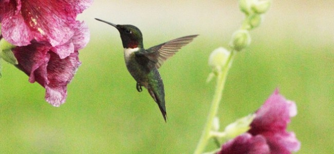 ¿Sabías que los colibríes sólo viven en el continente americano?