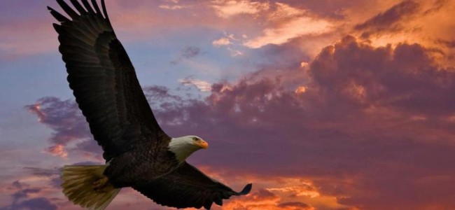Historia del gran espíritu de un águila y su deseo de vivir…
