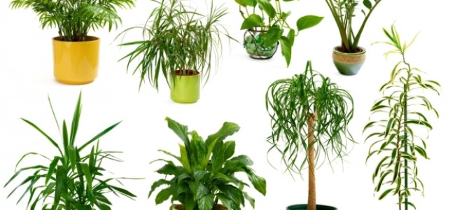 Las plantas más recomendables para limpiar el aire de nuestras  casas