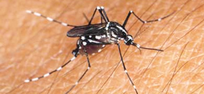 En Yucatán se inicia la campaña contra el mosquito aedes aegypt