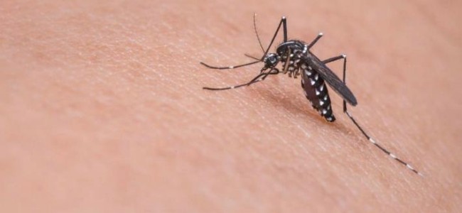 Hasta ahora 80 con virus de zika en México, la mayoría en el sureste