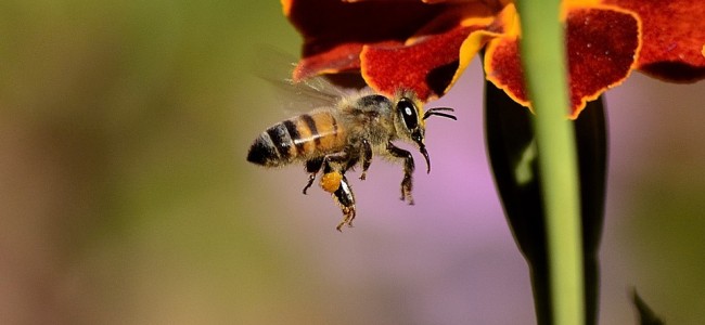 Mujer mayor muere por picaduras de abejas