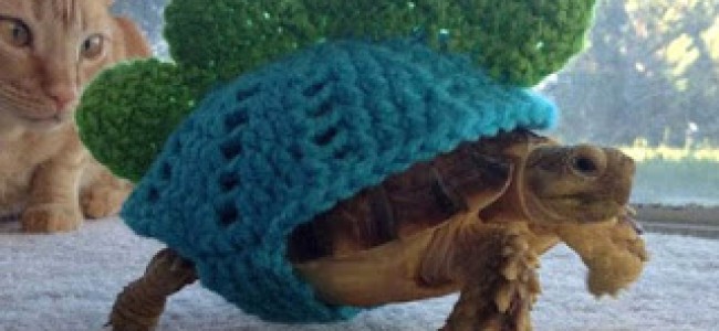Peligro de salmonelosis por tortugas  mascota