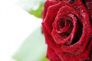 Beautiful Red Roses with water droplets