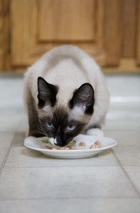 Cat With Catfood