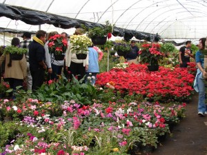 mercado flores