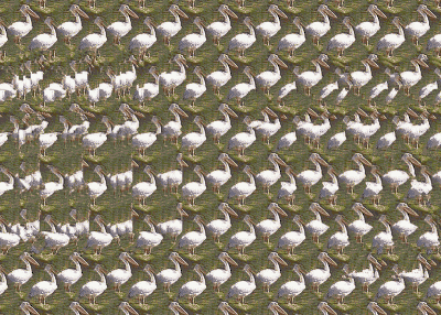 pelicanos-acertijo-visual
