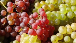 grapes-1147198_960_720