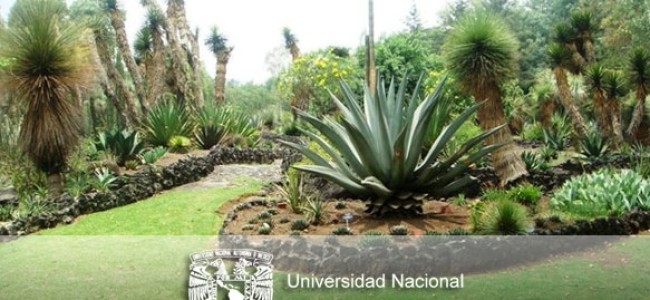 La UNAM da en adopción plantas mexicanas en peligro de extinguirse