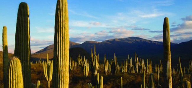 México en la Tierra: recorrido por distintos ecosistemas del territorio nacional