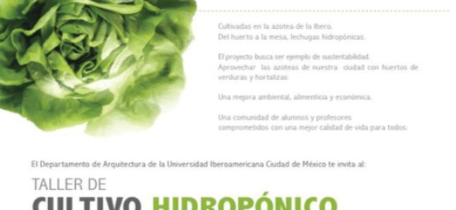 Cultivo hidropónico de lechugas, taller en la Ibero