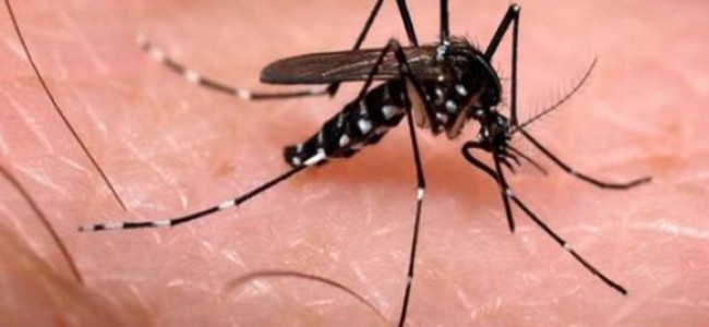 Casos del chikungunya, trasmitido por picadura de un mosco han ido en aumento