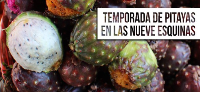 Las nueve esquinas y las excelsas pitayas este verano en Guadalajara