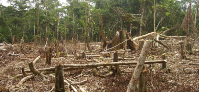 Muerte en los bosques mexicanos