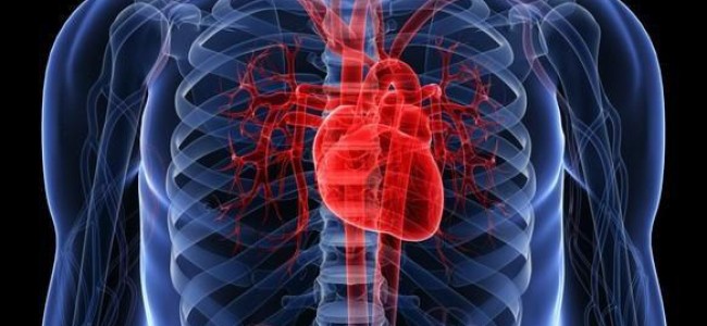 Encuentran proteína que mantiene función del corazón en la vejez