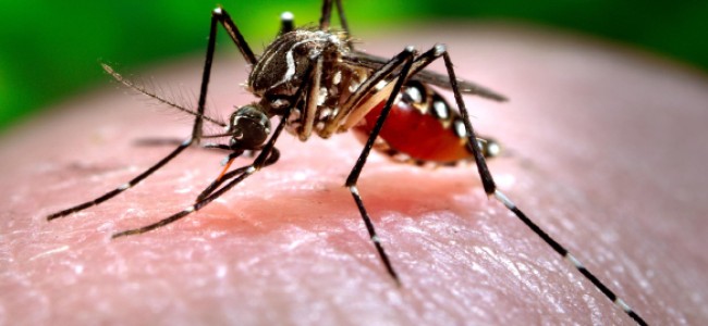 Medidas preventivas en México para evitar la fiebre por el virus del chikungunya
