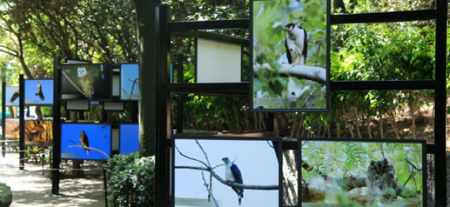 No te pierdas esta increíble exposición de aves mexicanas, aportación de biodiversidad que hacemos al mundo