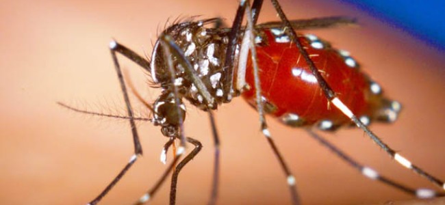 Colima en emergencia epidemiológica por el virus de Zika