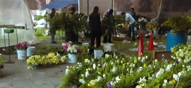 Con 40 mil flores la Central de Abastos engalanará la visita del Papa Francisco