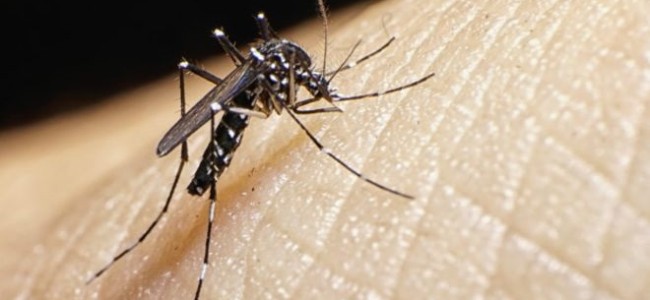 Secretaría de Salud se prepara para diagnosticar zika