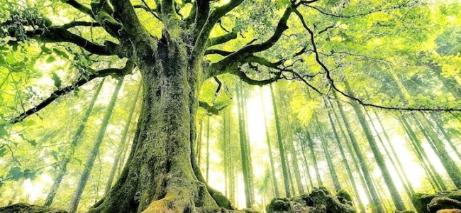 ¿Por qué este año se celebra a los árboles en el Día Internacional de la Tierra?