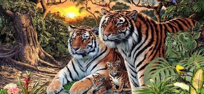 ¿Cuántos tigres hay en esta imagen?